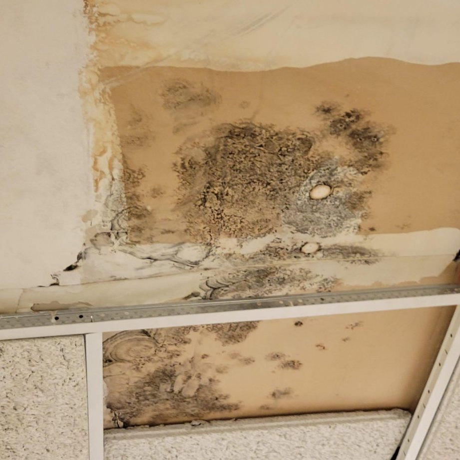 Mold Remediation